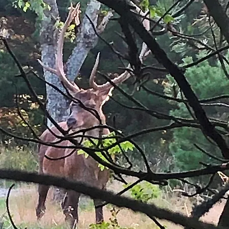 Nyaraló Luxury Retreat With Pool - By Traum